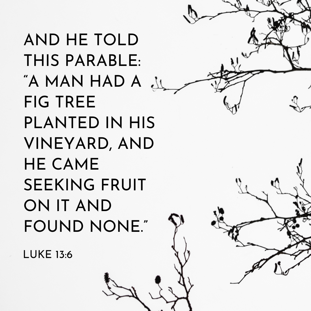 The Parable of the Barren Fig Tree - Luke 13:6-9 - Bible Study Lessons